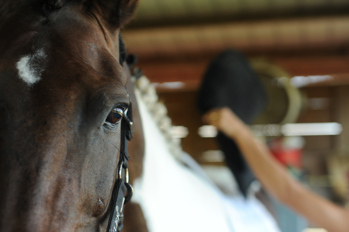 Closeup of horse at Centerline Distribution