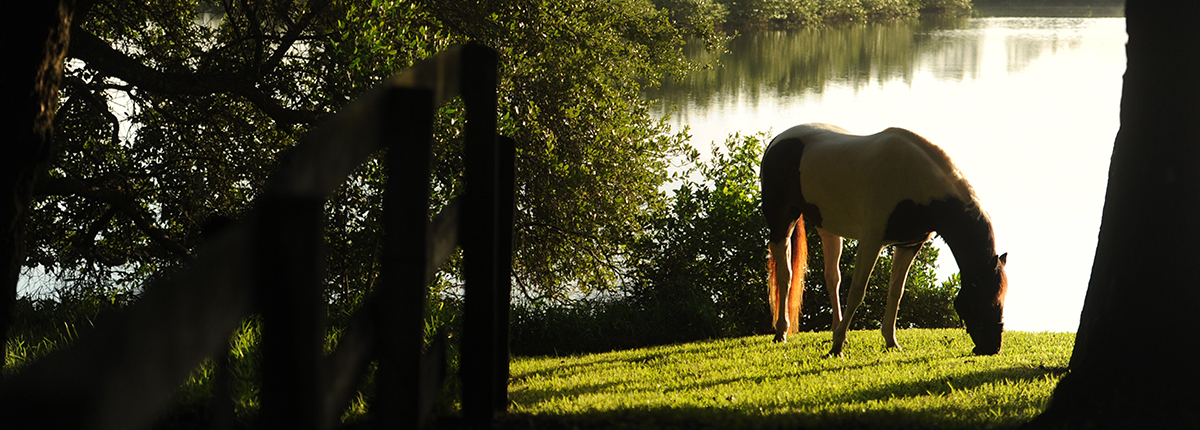 Gorgeous horse and lake photo at Centerline Distribution