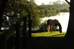 StressLess is the Best Equine Calming Supplement