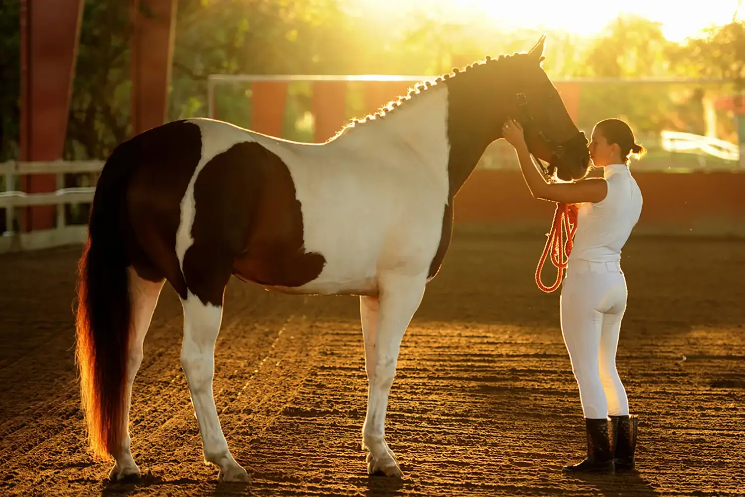 Equine Calming Supplement