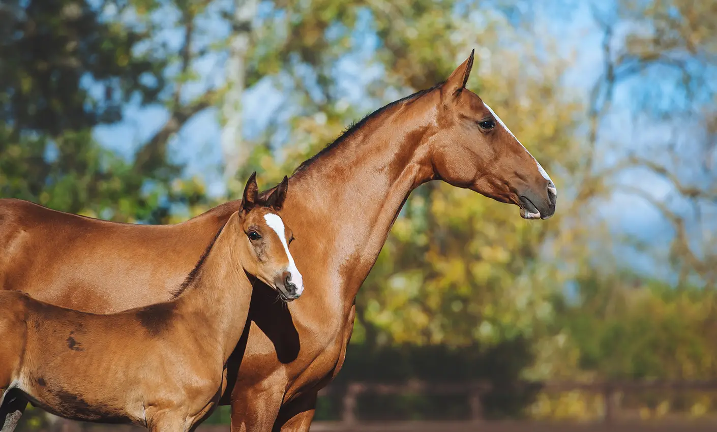 StressLess Equine Calming Supplement