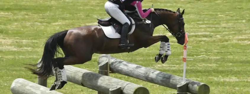 StressLess Horse Supplement for Riding Competition