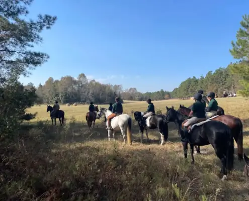 Horse Supplements For Fox Hunting