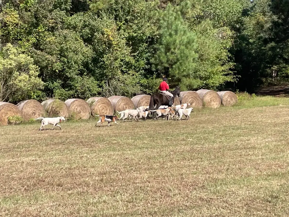 Sedating Your Horse For Fox Hunting