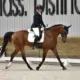 Lauri Salmi - StressLess Horse Supplement Ambassador