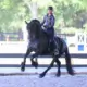 Sandra Beaulieu. - StressLess Horse Supplement Ambassador