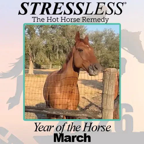 Year of the Horse - March Year of the Horse - March